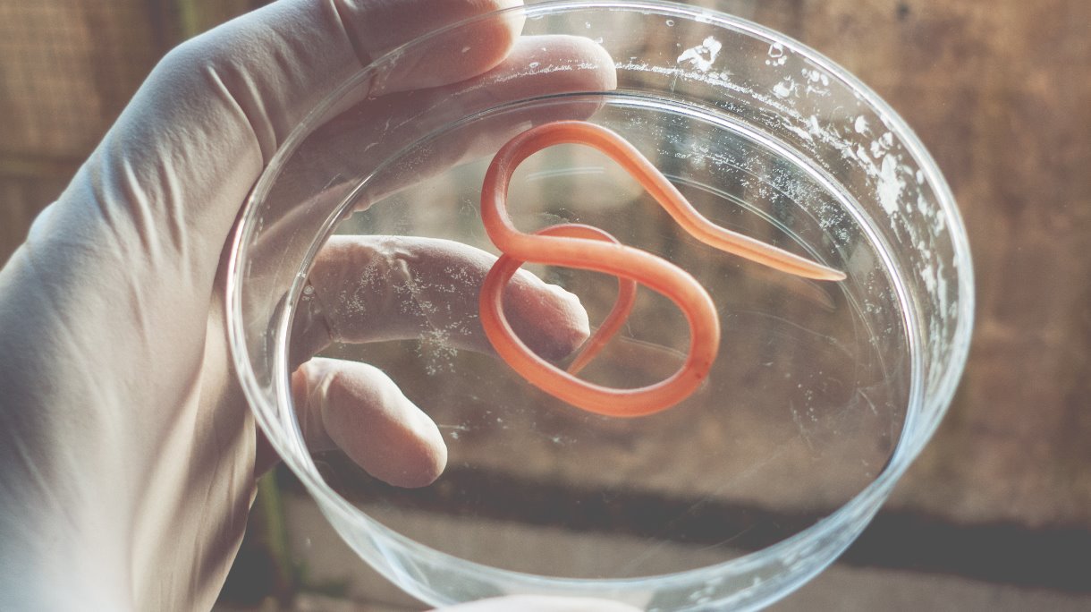 worm-infectie