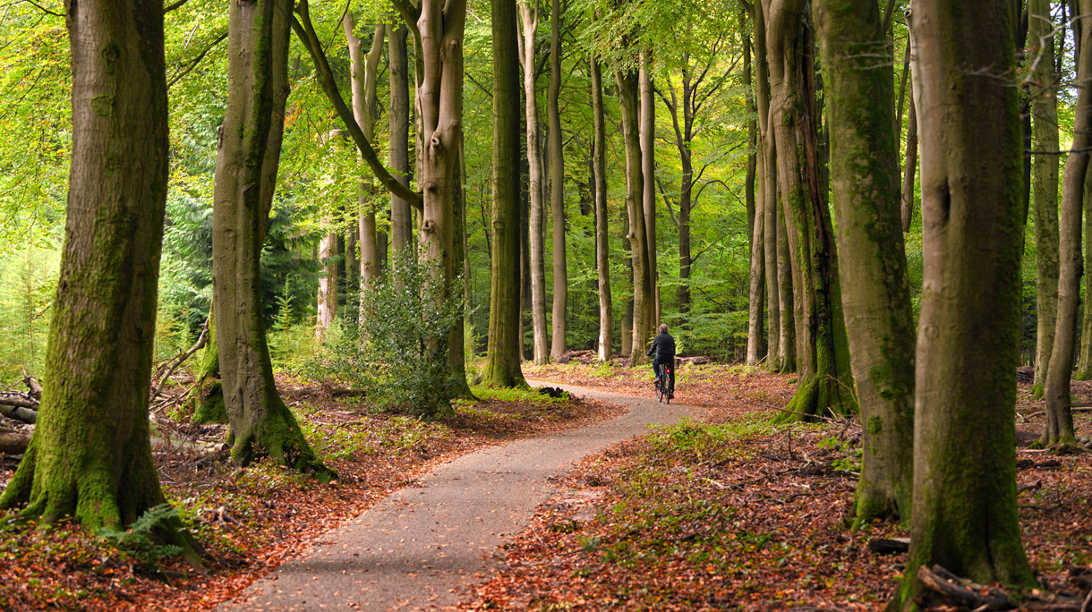 Rear view on cycling senior man on treelined footpath through beech forest