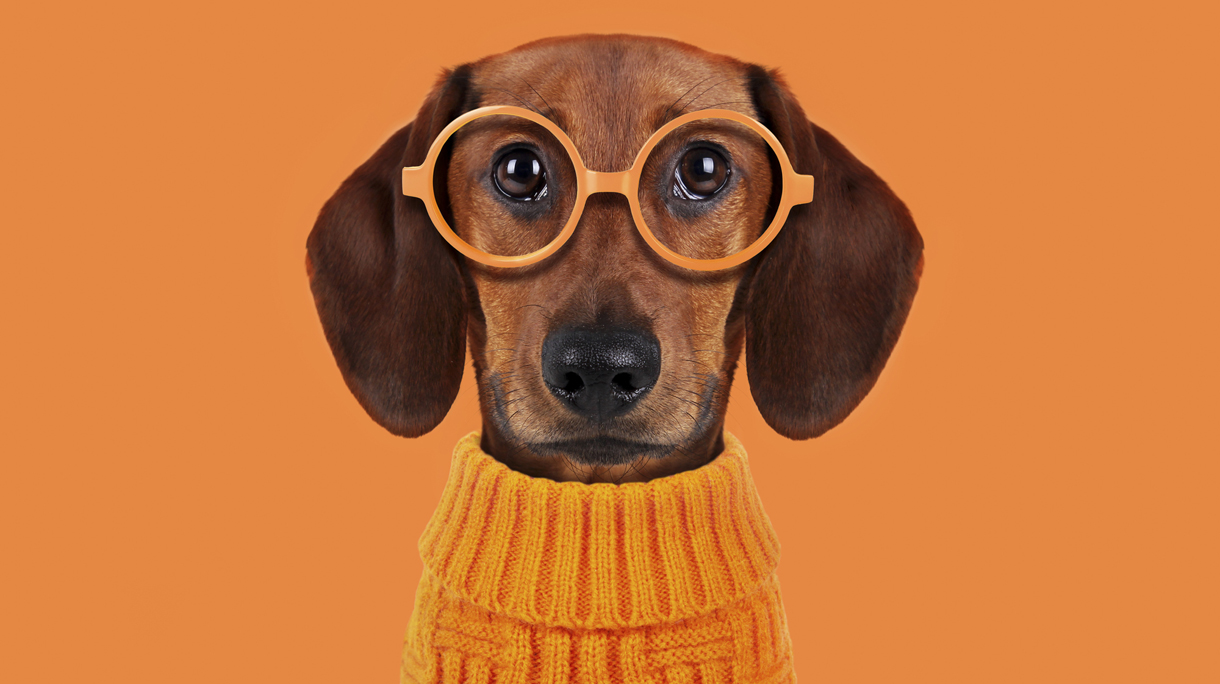 Funny dog with orange glasses