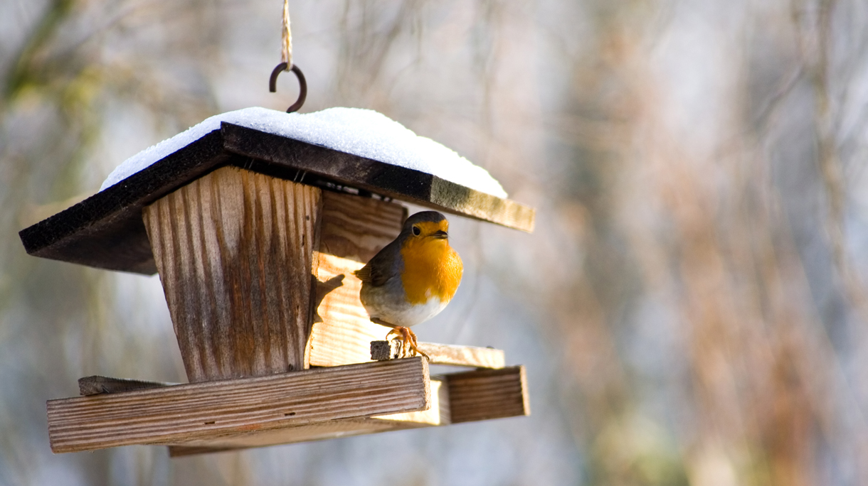 A bird on a hanging bird feeder