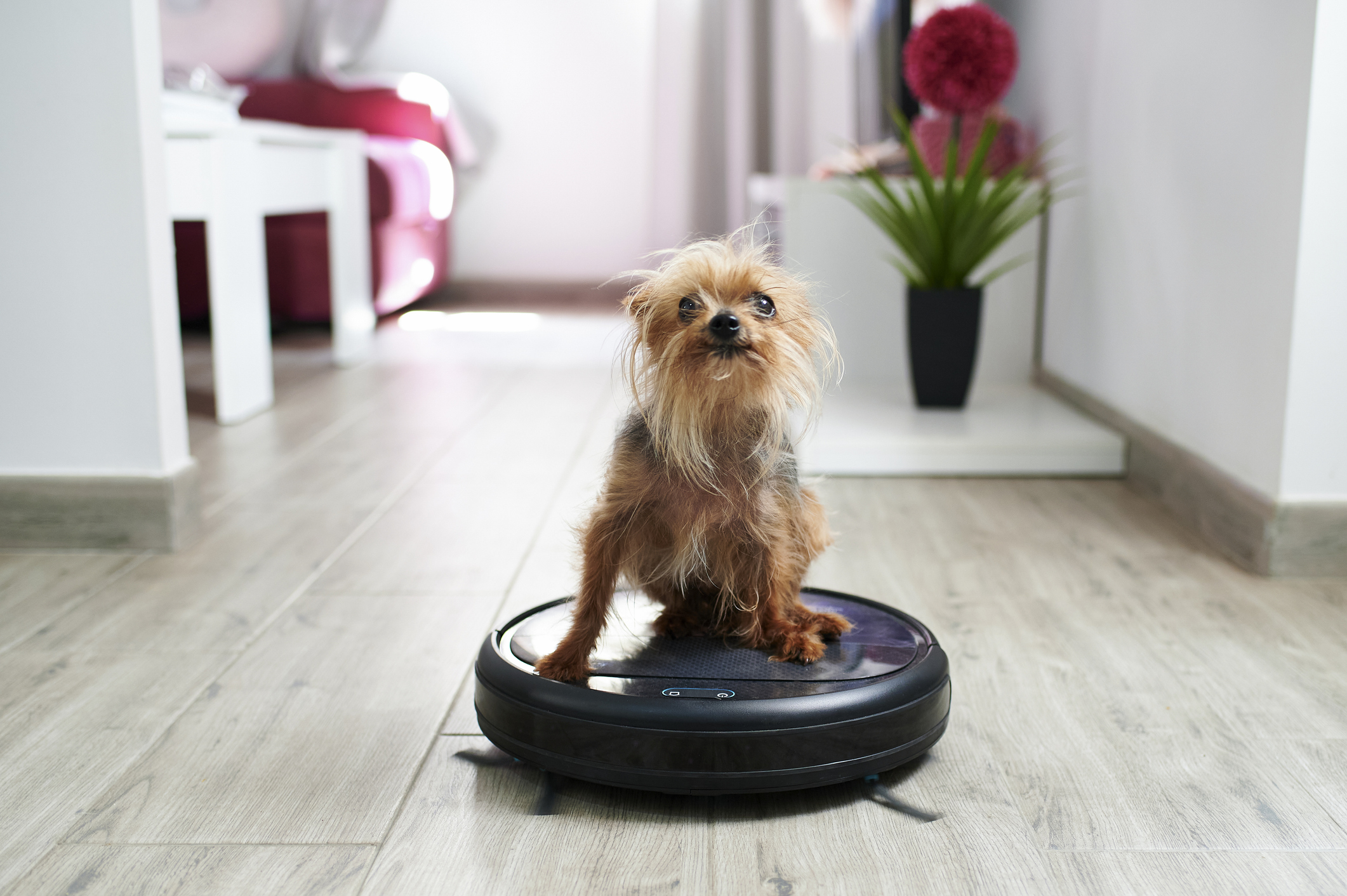 Close-up of Yorkshire terrier on robotic vacuum cleaner at home