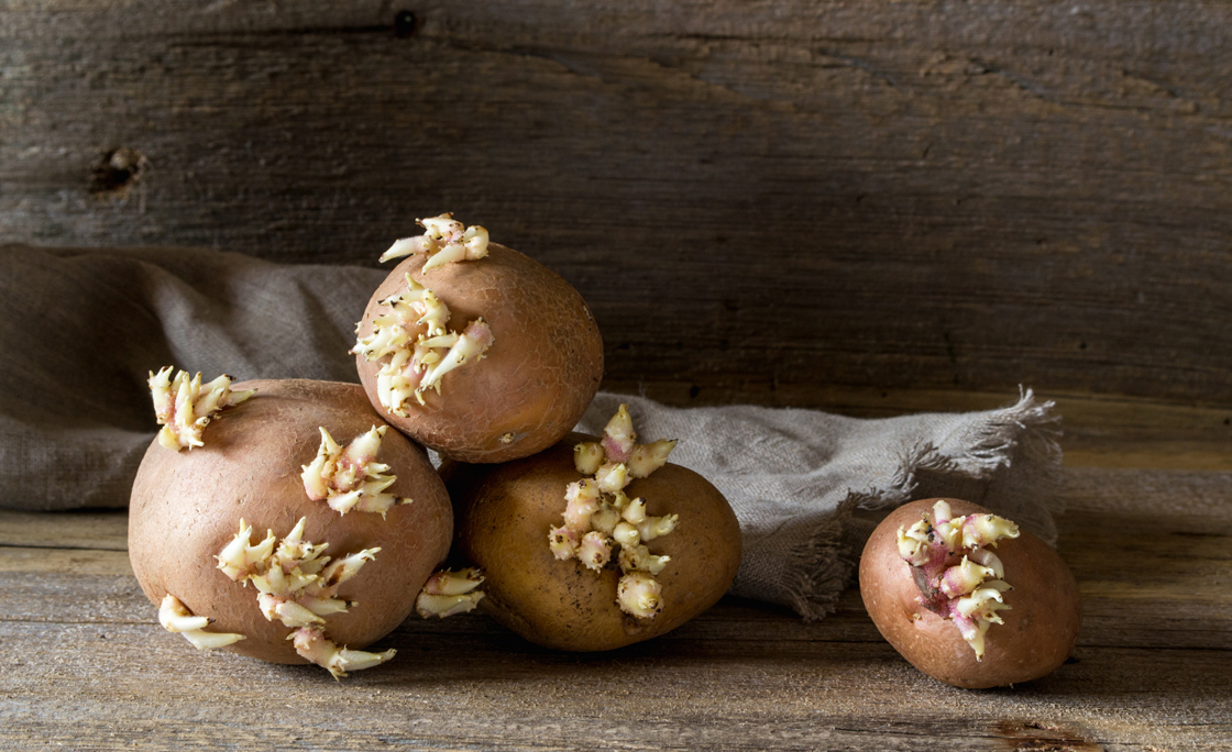 Old potato bulbs with young sprouts  ready for planting