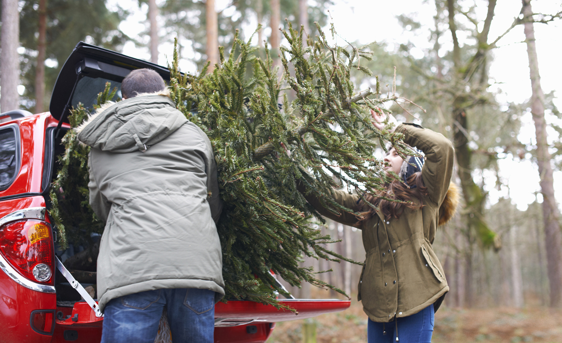 Young couple lifting Christmas tree into car boot