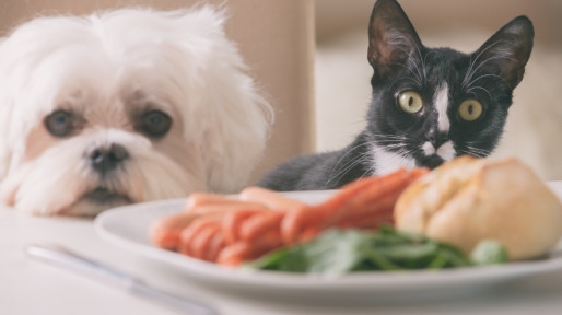 Cute dog and cat asking for food