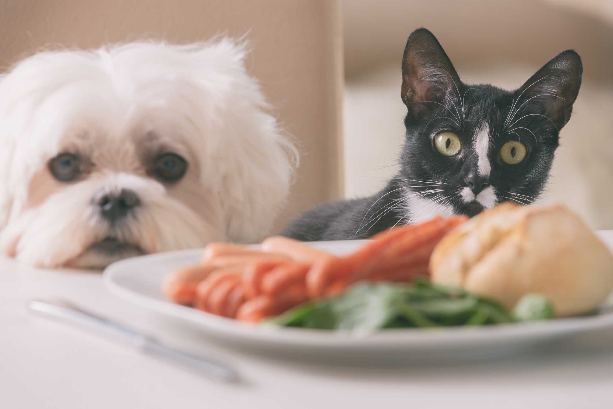 Cute dog and cat asking for food