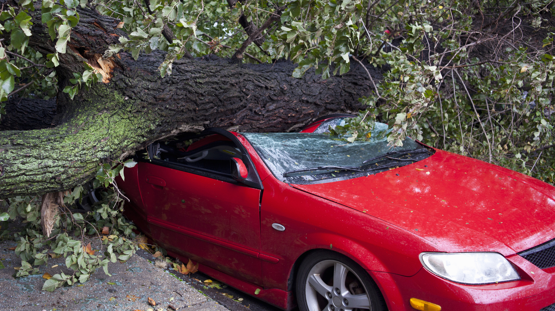 Car crushed by a tree