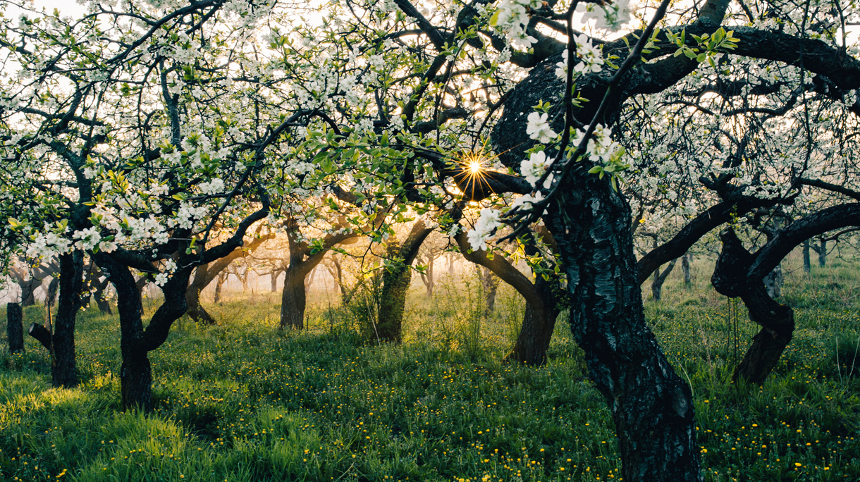 Apple Tree Plantation In Backlit.
