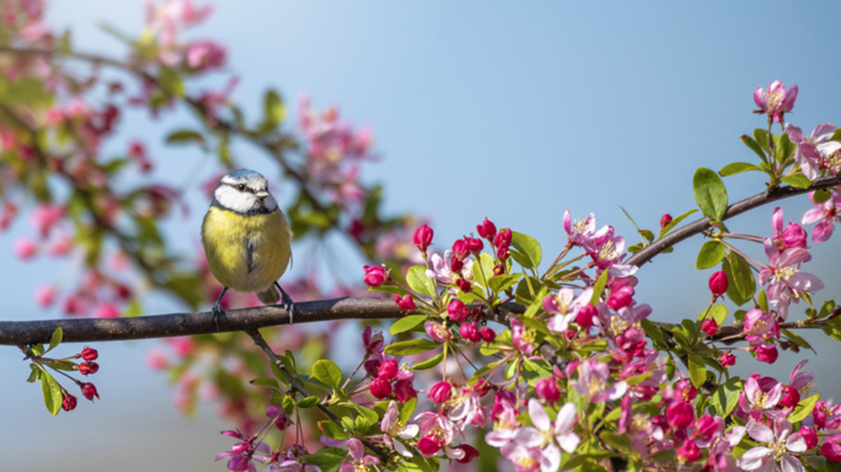 Beautiful Eurasian Blue tit bird perched on the branch of a Crab Apple tree with spring blossom