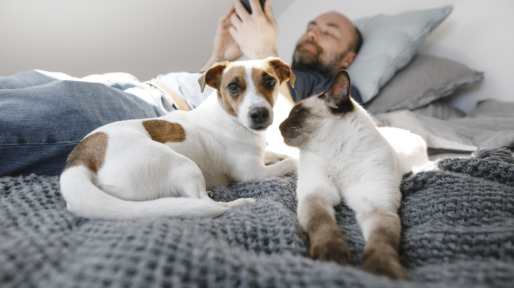 Cat and dog by mature man using smart phone while lying on bed at home