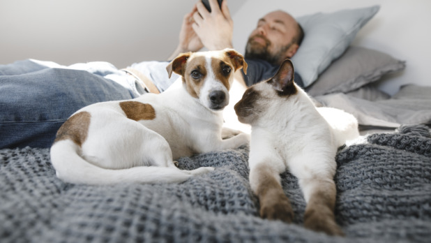 Cat and dog by mature man using smart phone while lying on bed at home