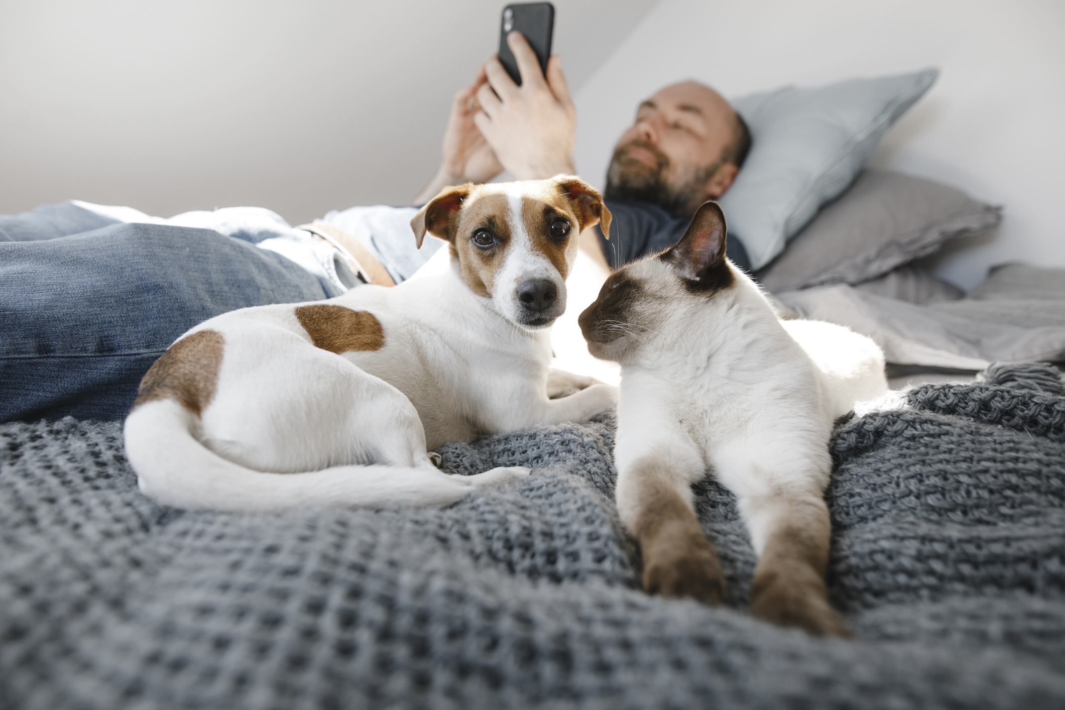 Cat and dog by mature man using smart phone while lying on bed at home