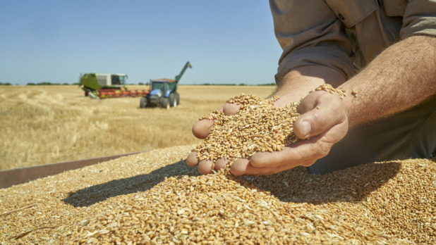 handful of ripe wheat seeds at wheat field
