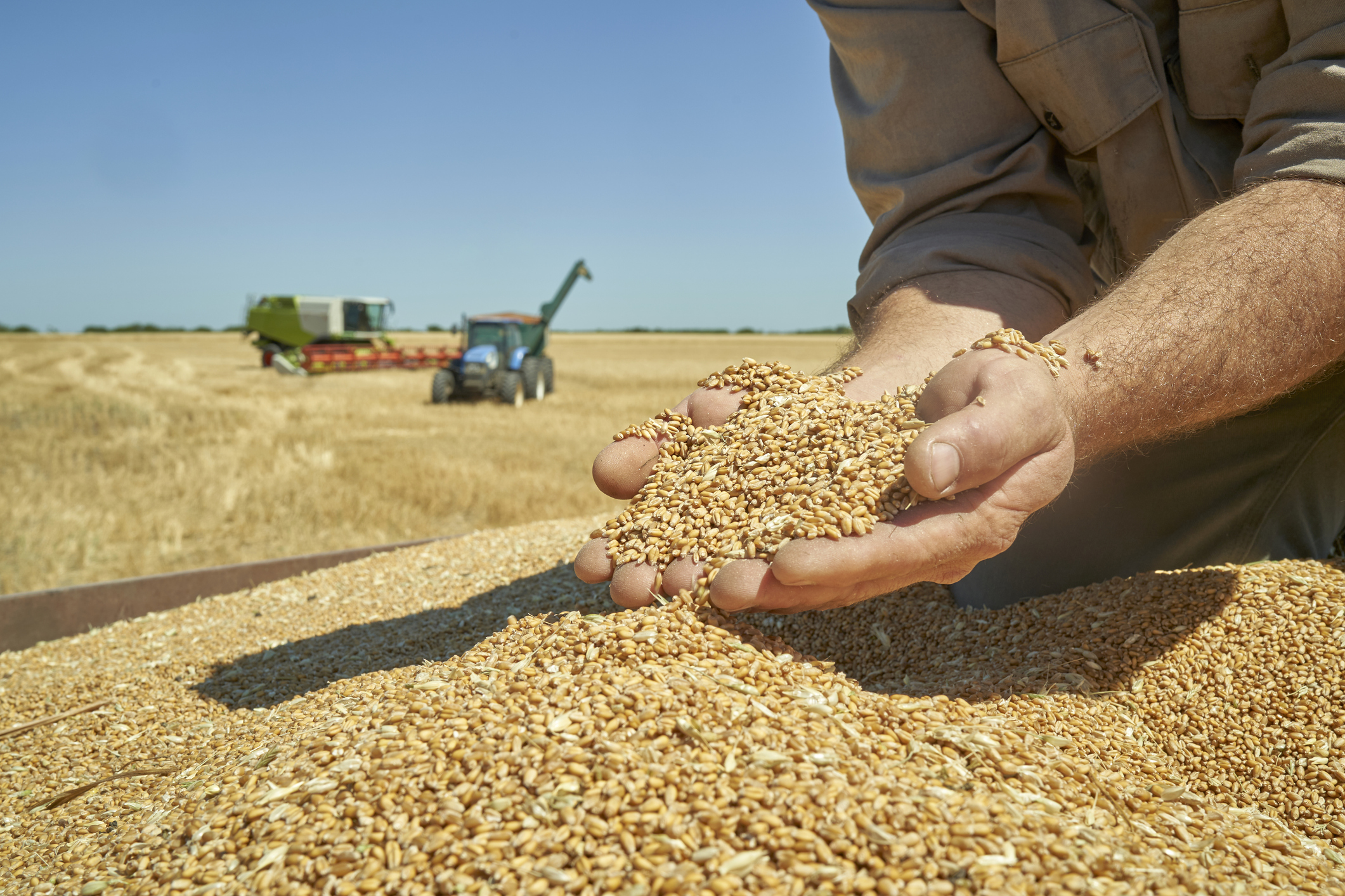 handful of ripe wheat seeds at wheat field