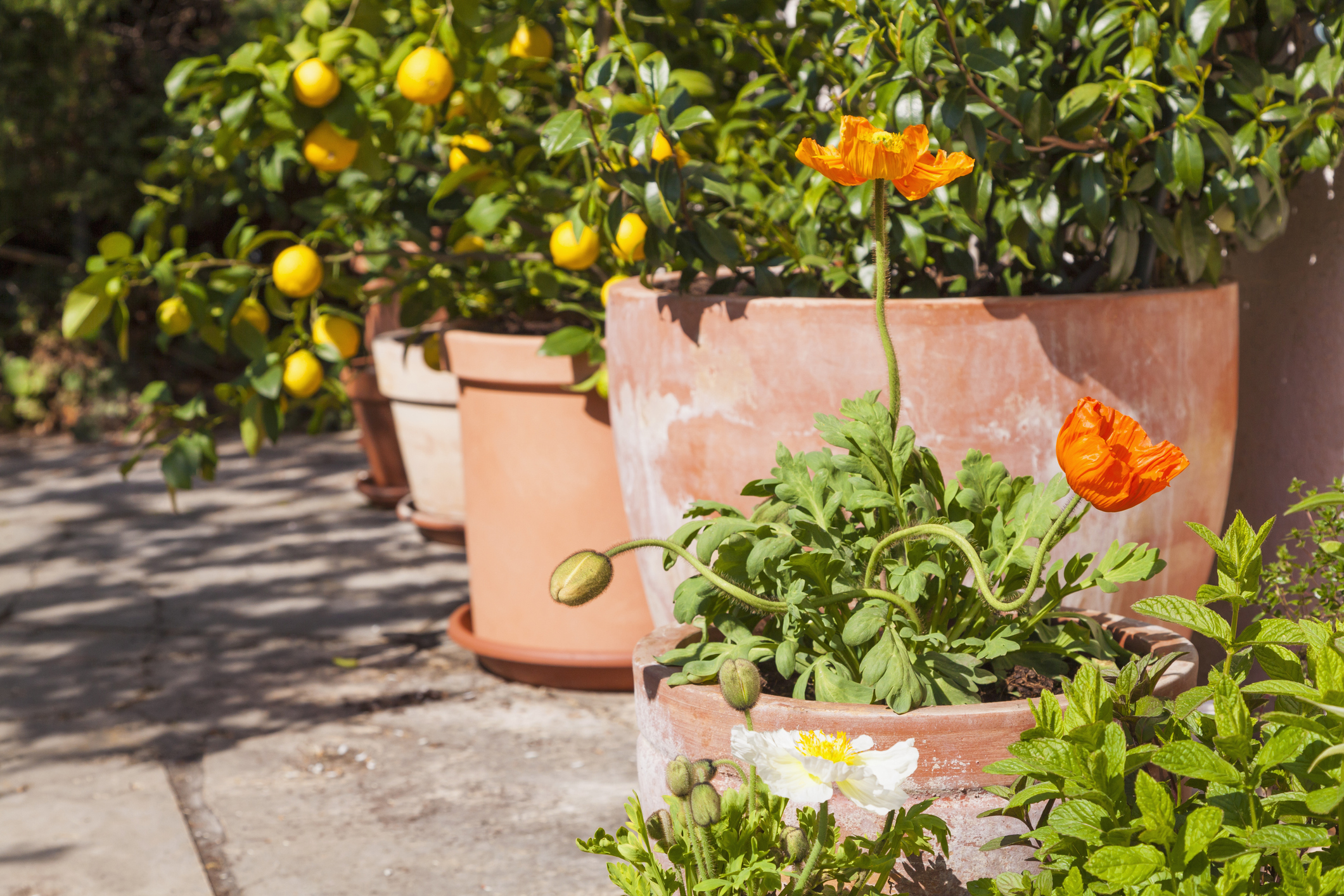 Citrus, poppies, Papaver, and common jasmine, Jasminum officinale, planted in clay pots standing in sunny garden