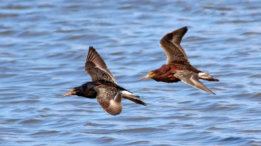 Ruffs in Flight