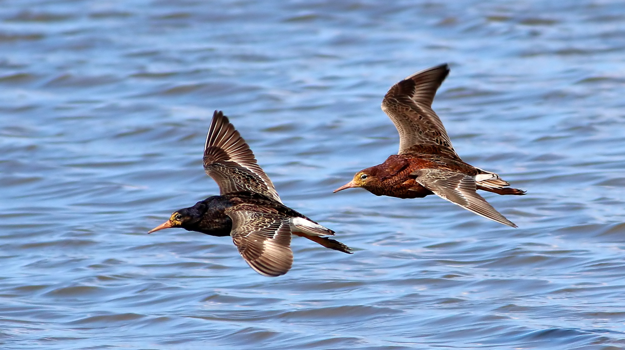 Ruffs in Flight