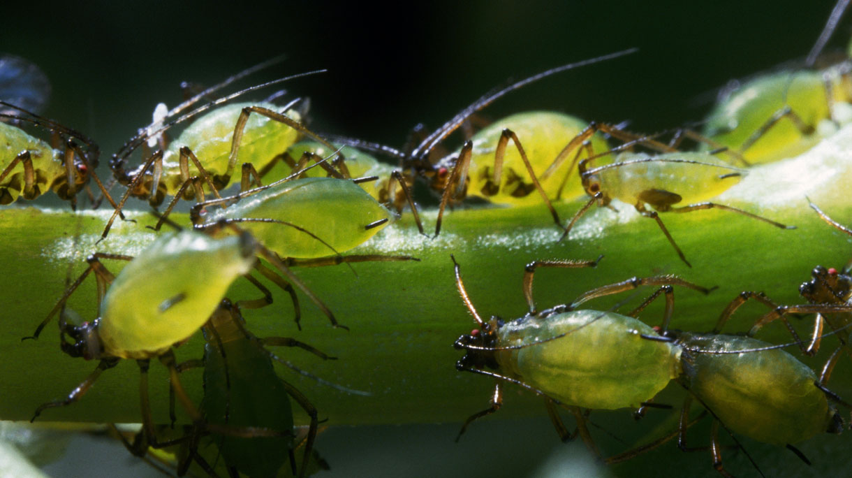 Aphids
