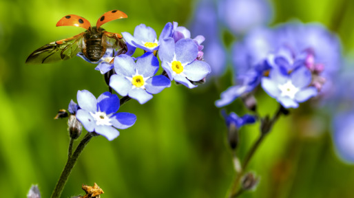 Ladybird taking off
