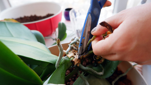 Young woman cuts the rotten roots.