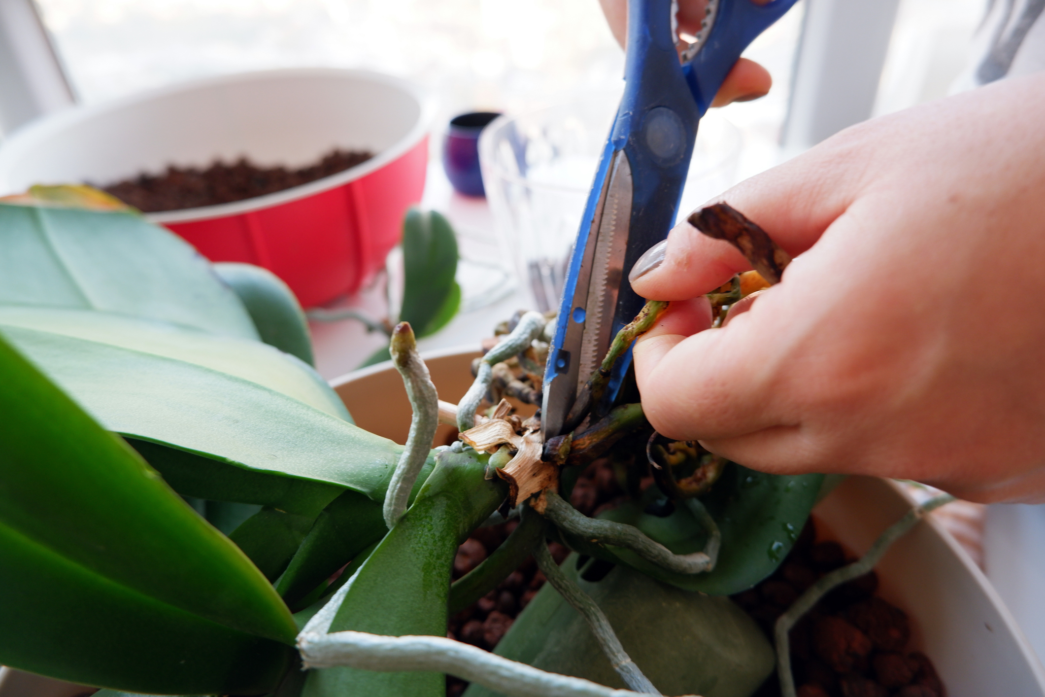 Young woman cuts the rotten roots.