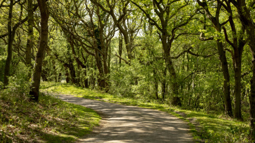 Road Amidst Trees In Forest