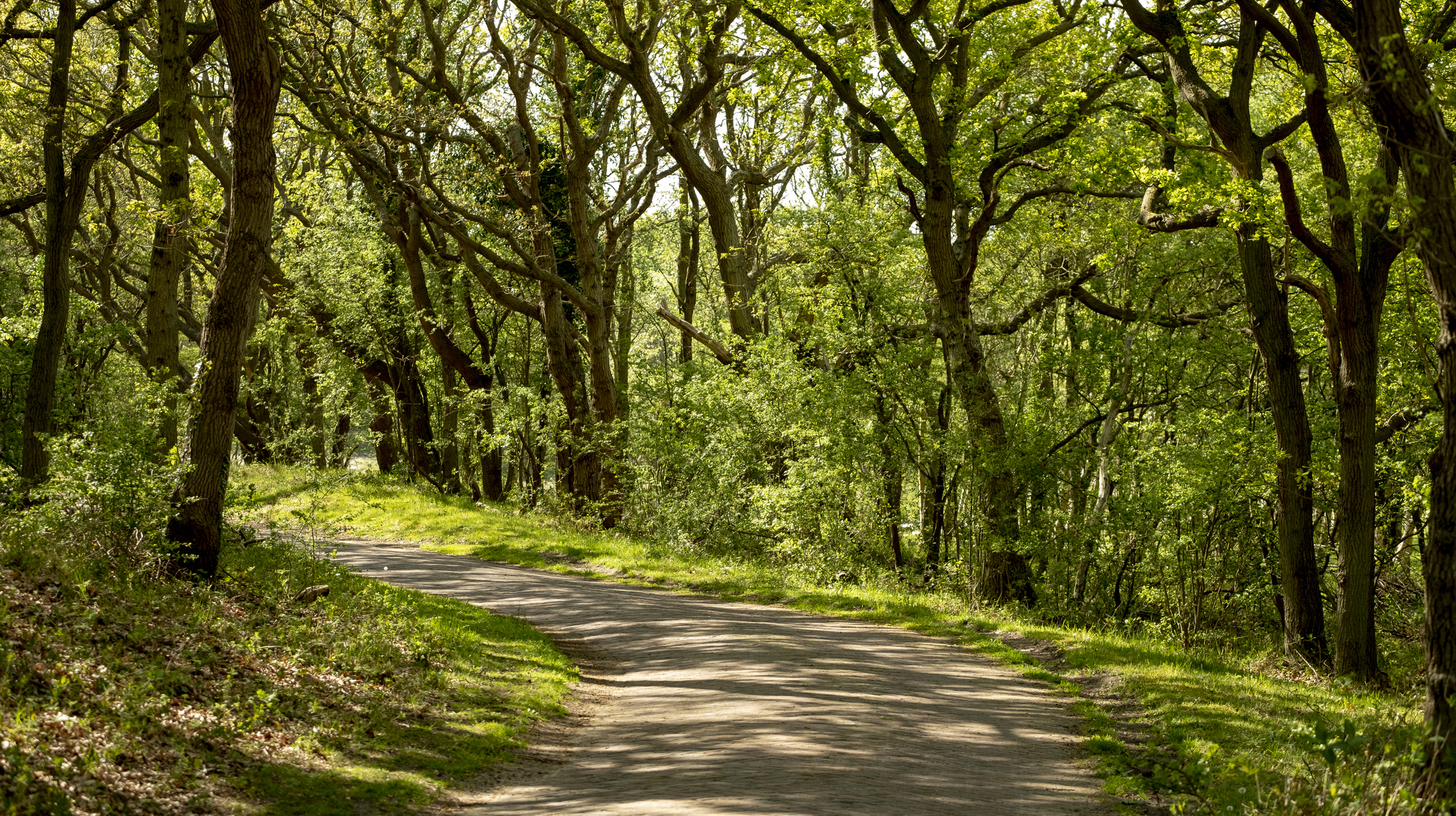 Road Amidst Trees In Forest
