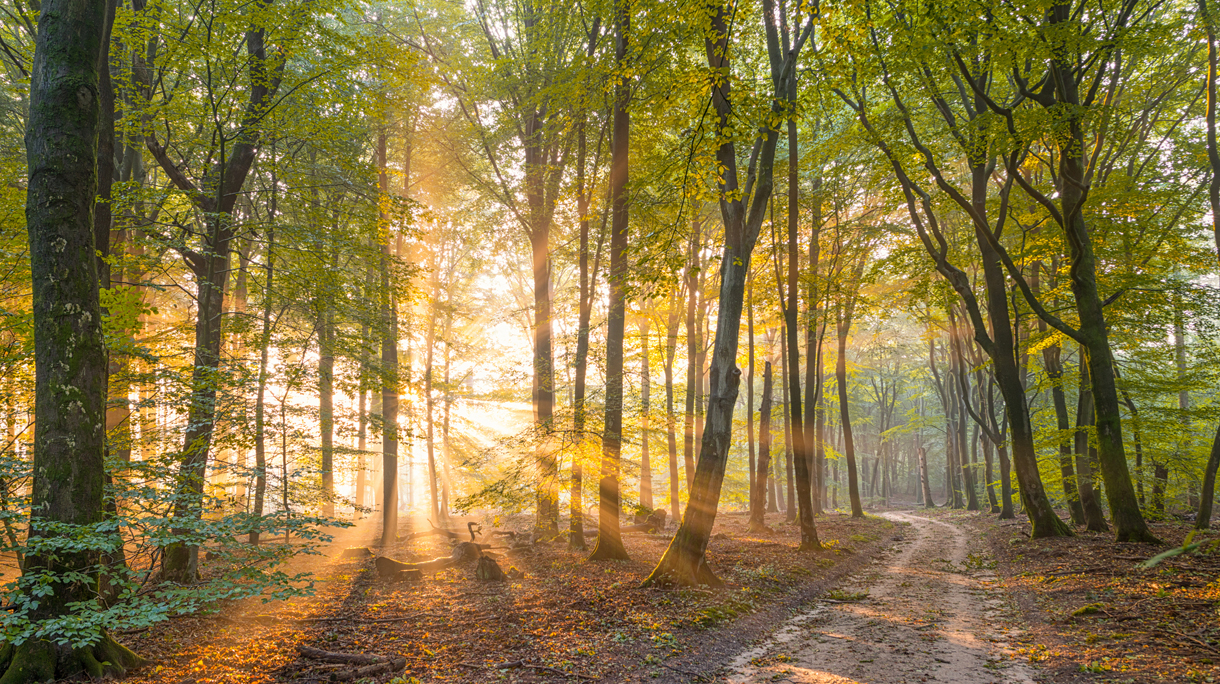 Trees In Forest During Autumn