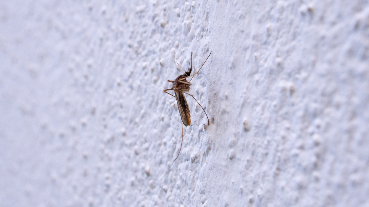 mosquito on white wall background