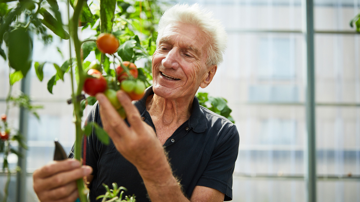 Senior man picking tomatoes