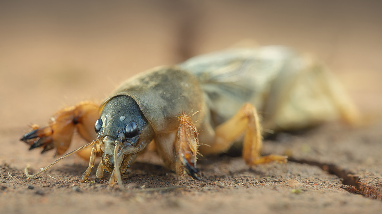 Close up of Mole cricket (Gryllotalpidae), Australia