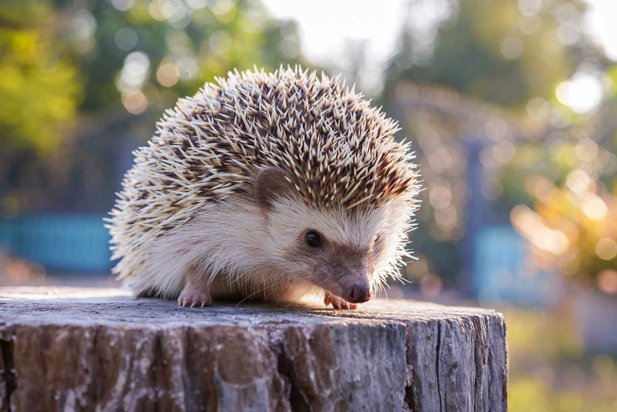 A hedgehog on the stump