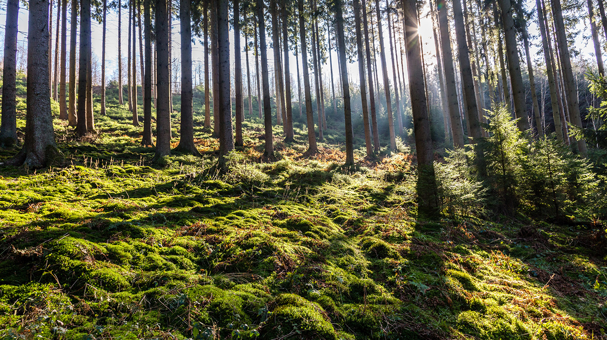 Sunbeam through a coniferous forest