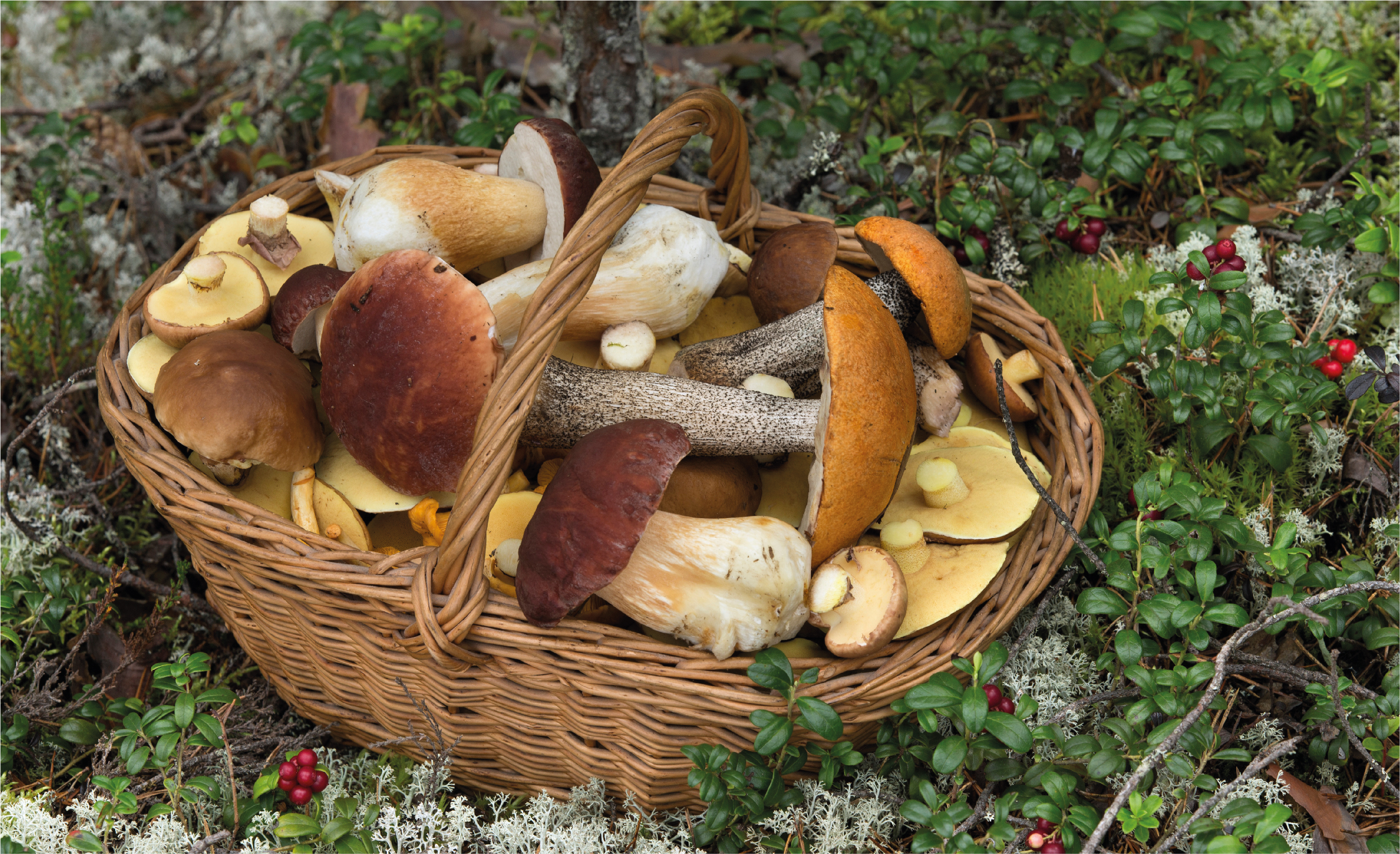 paddenstoelen_mandje_0