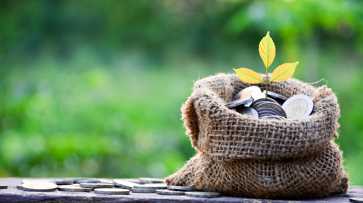 Gold coins with tree and sack bag