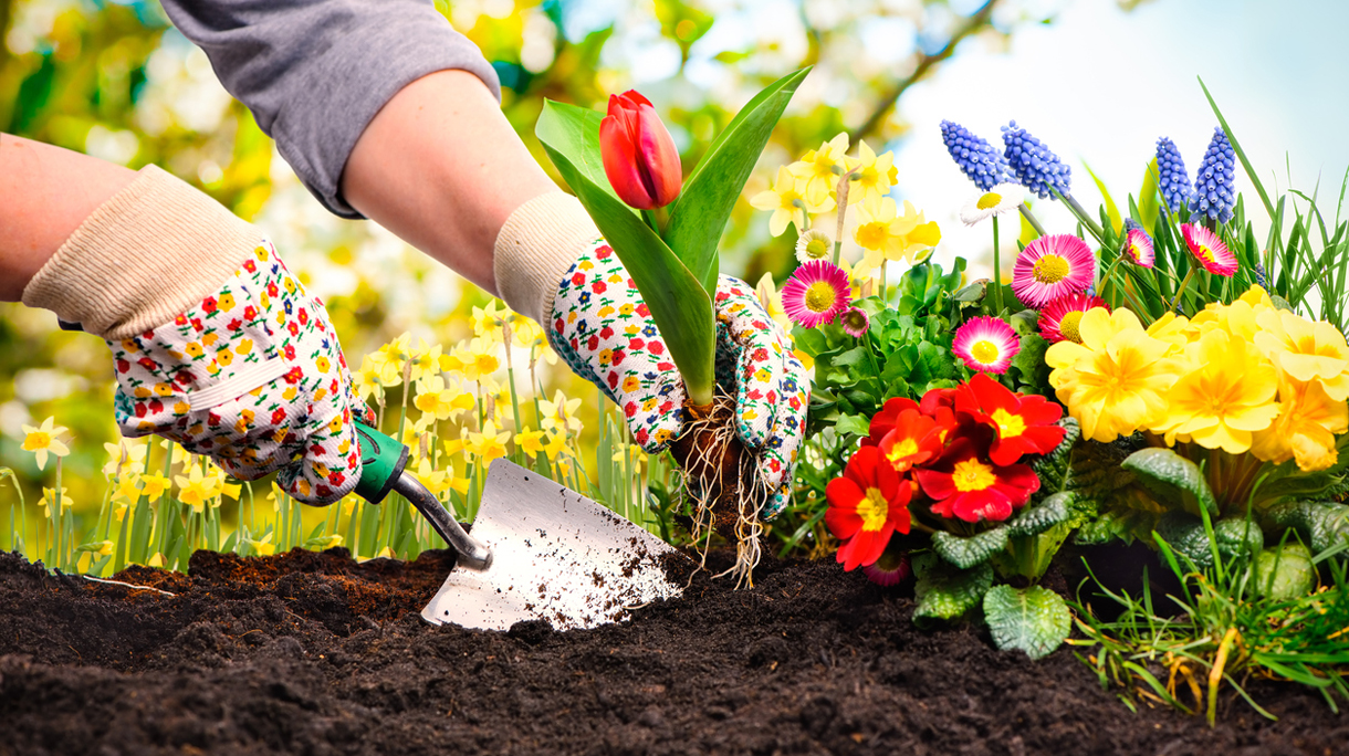 Planting flowers in a garden