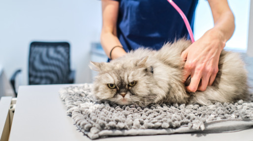 Katten