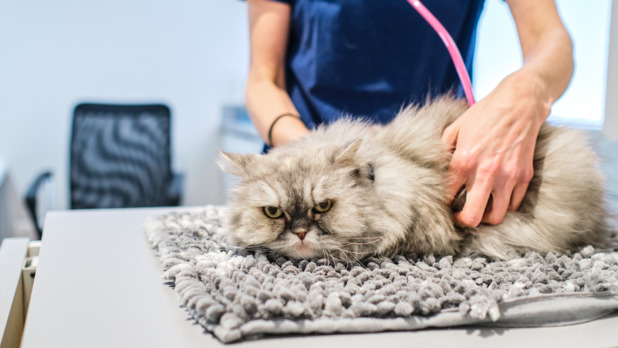 Katten