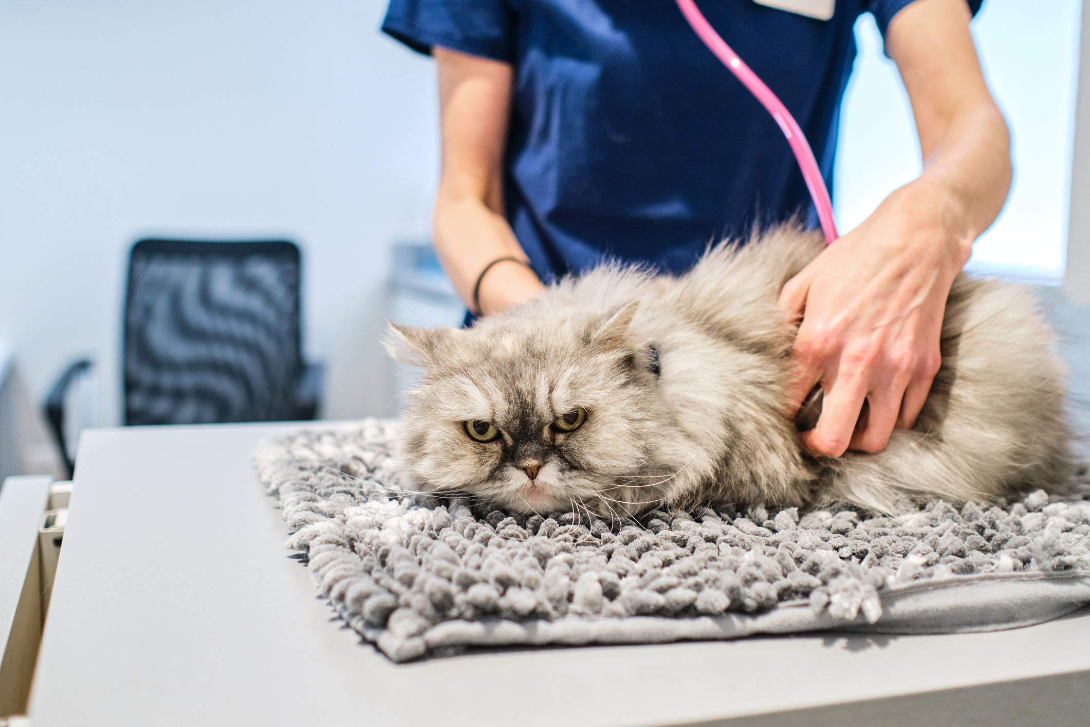 Katten