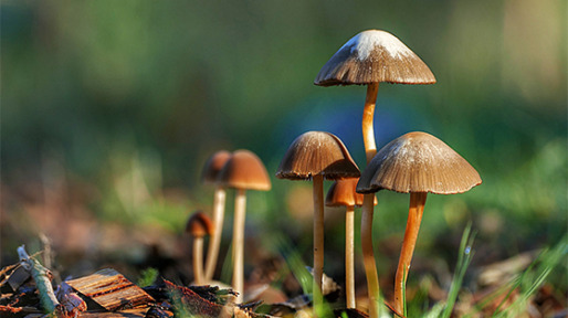 Paddestoelen