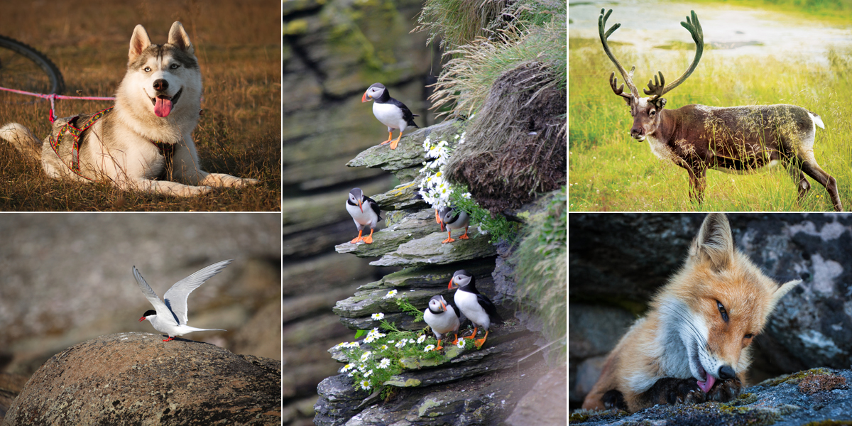 Fauna Noorwegen