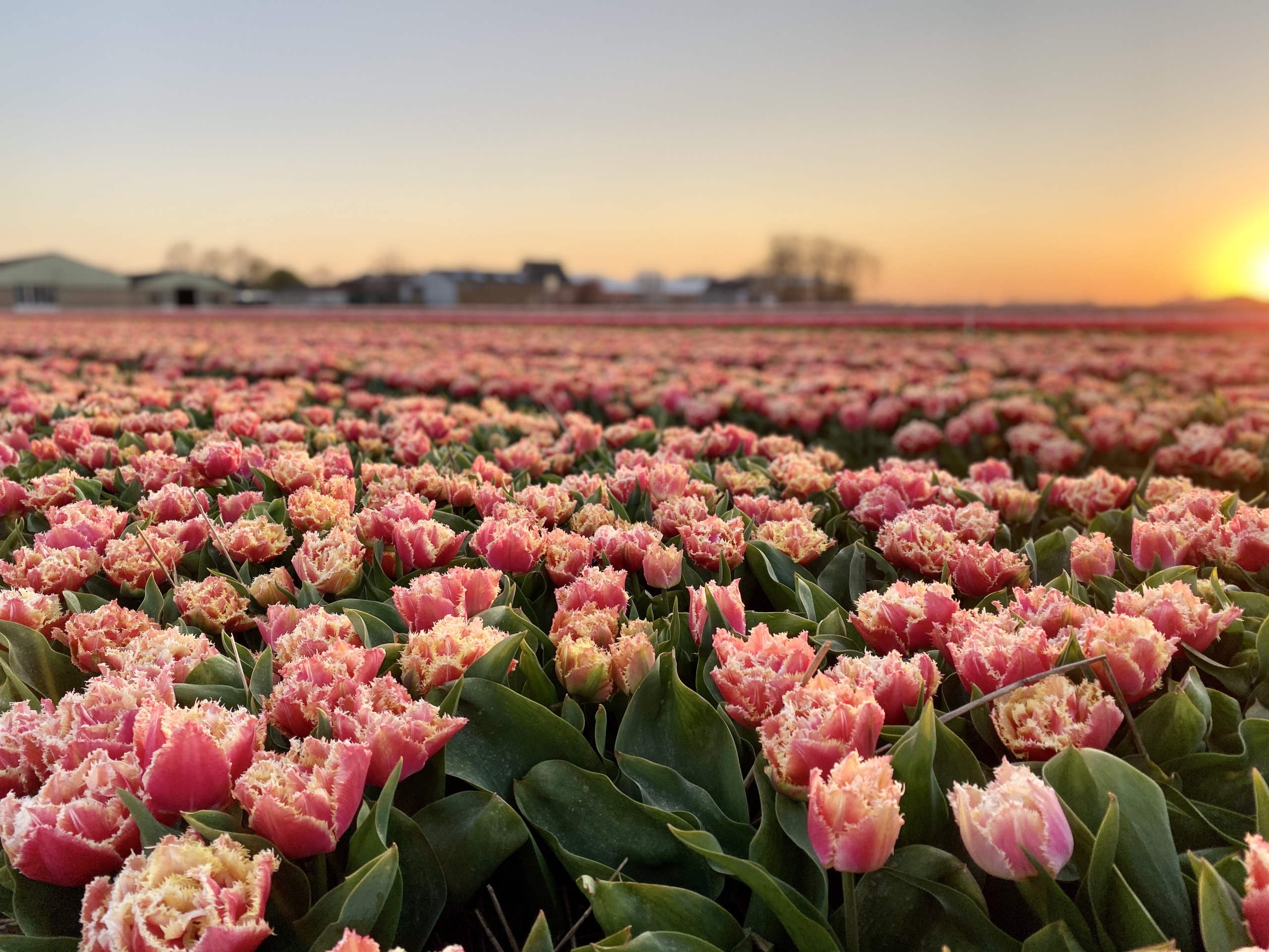407_tulpenvelden_nh