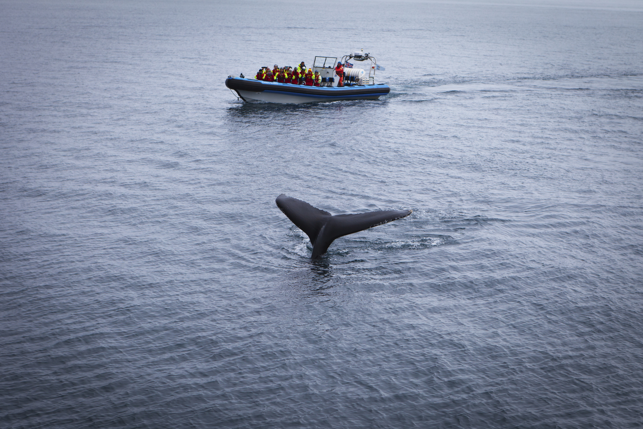 Whale watching, near Husavik