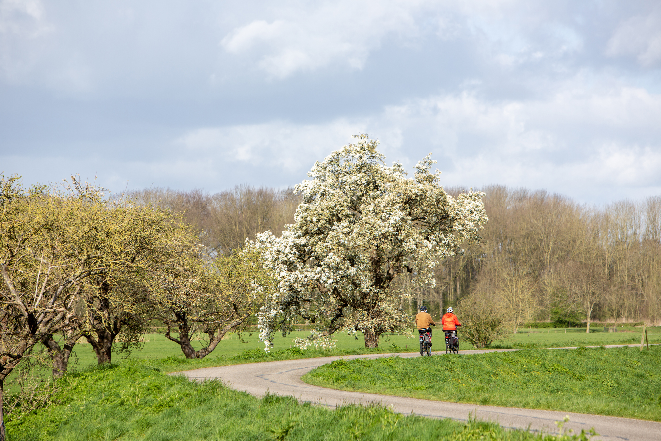 Bloesemroutes