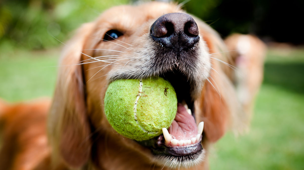 Hond speelt met bal