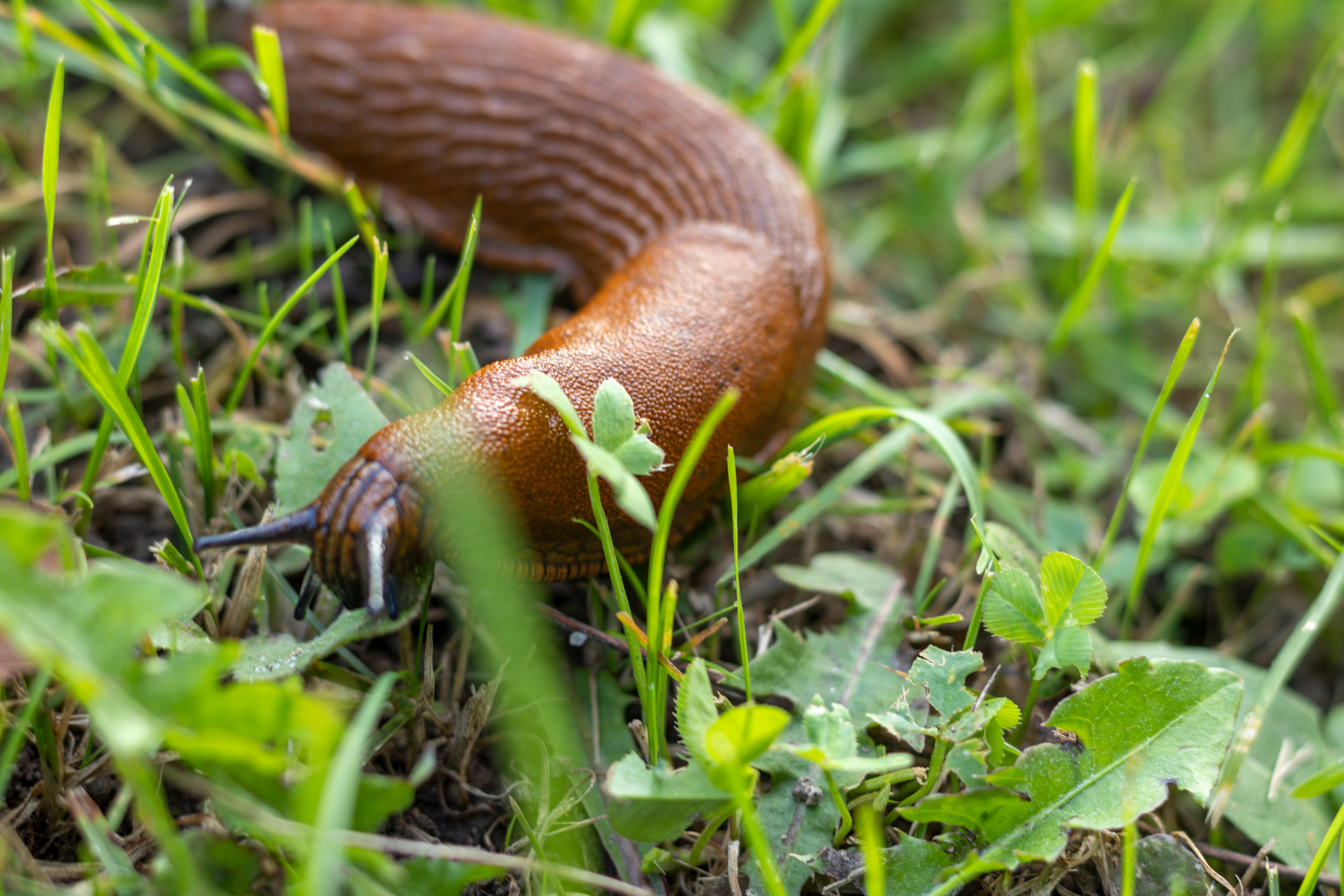 Naaktslak in het gras na een regenbui