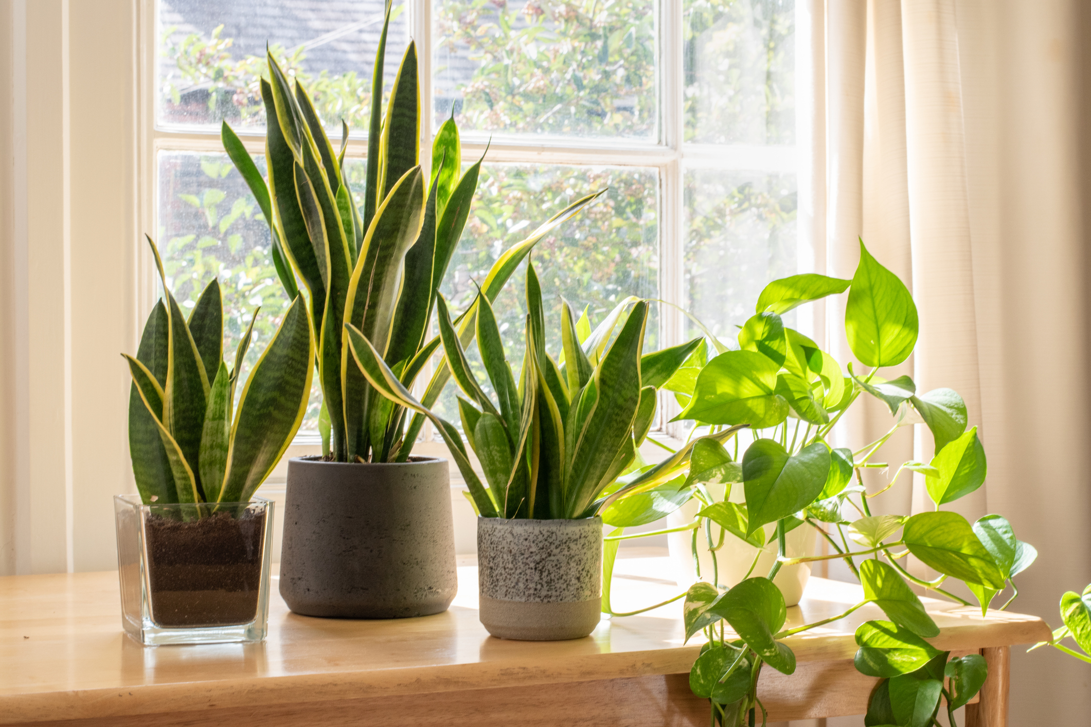 Planten