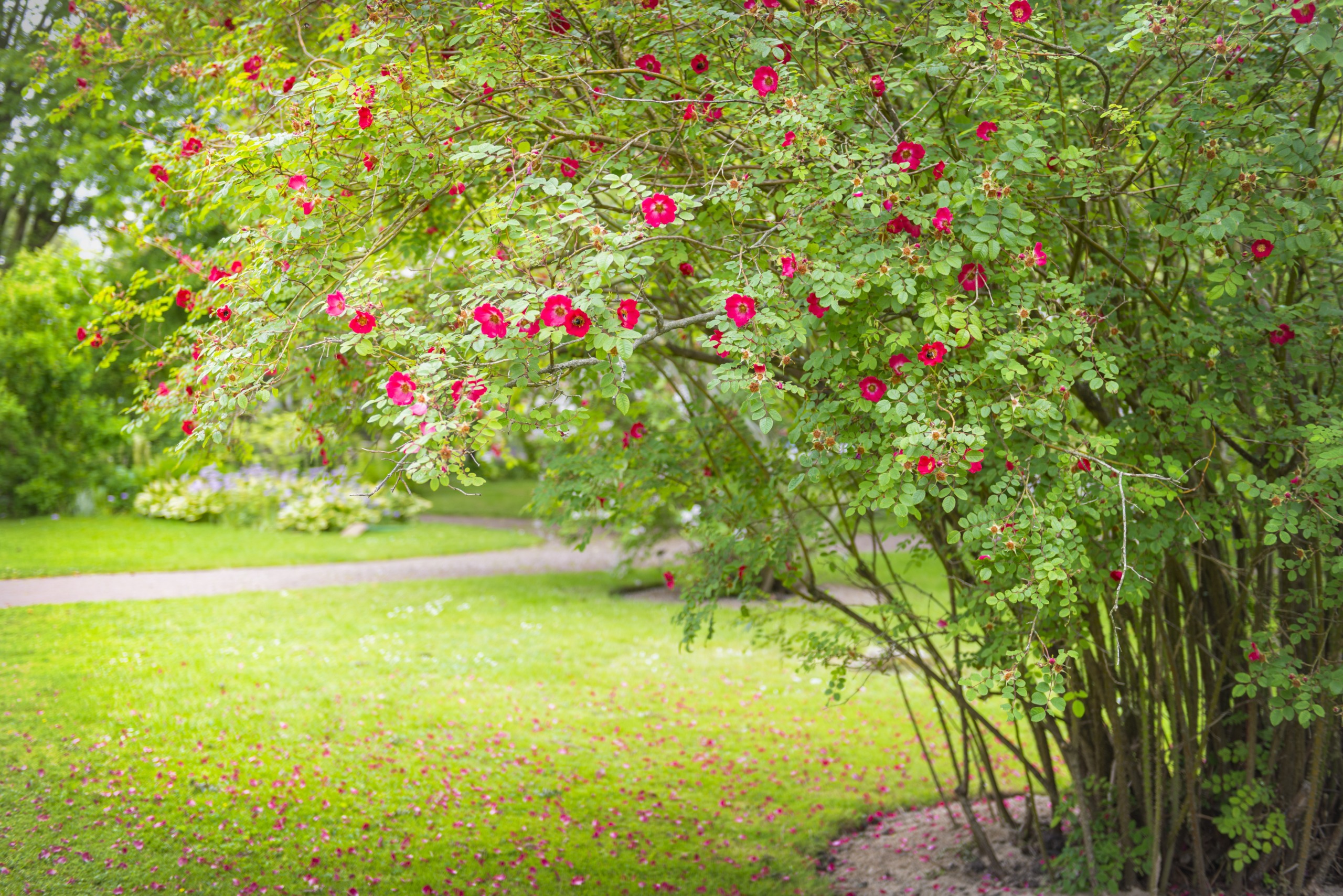 Bloementuin