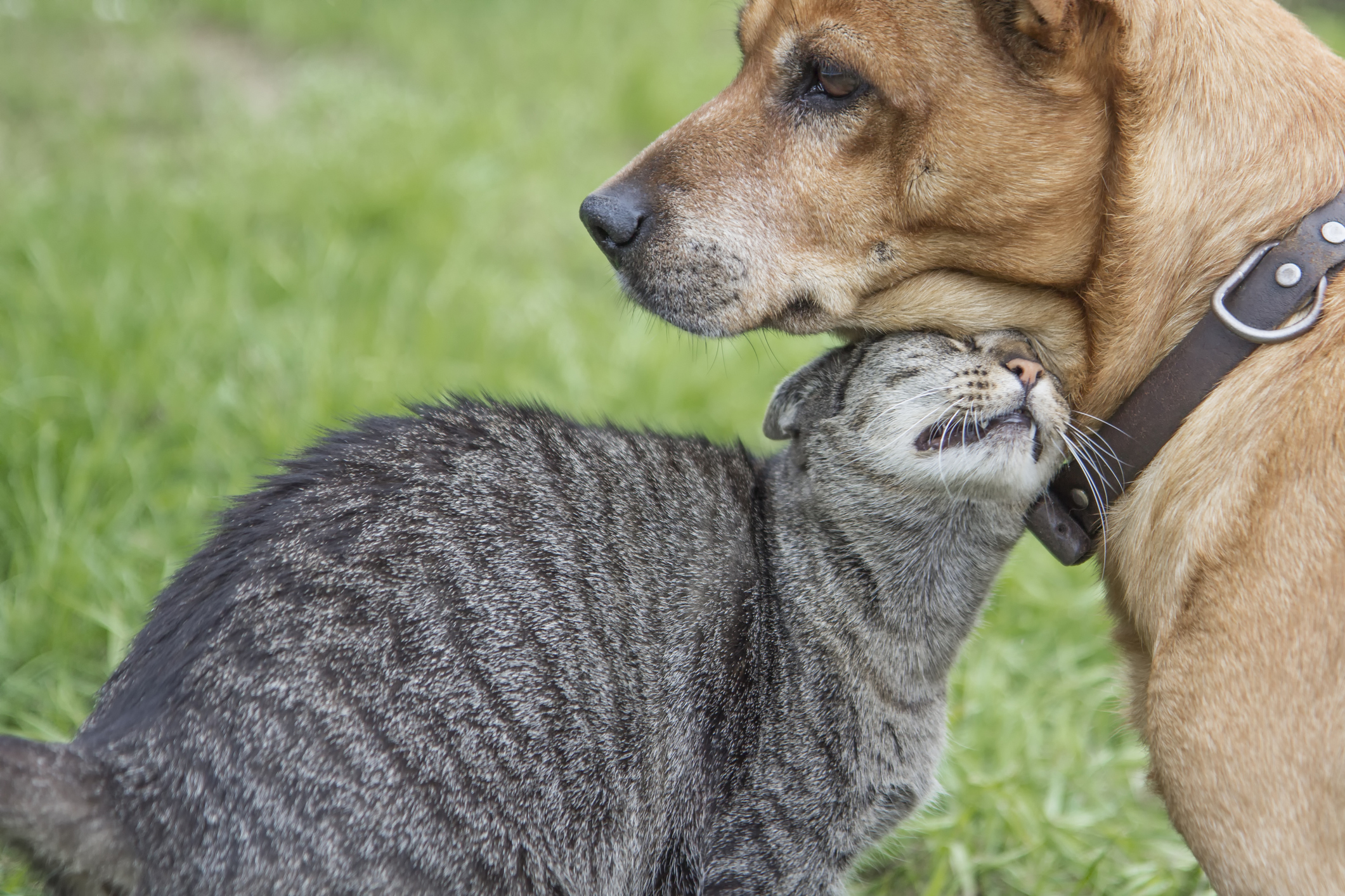 Kat een hond samen op de foto