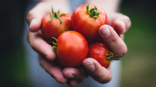 handen met tomaten