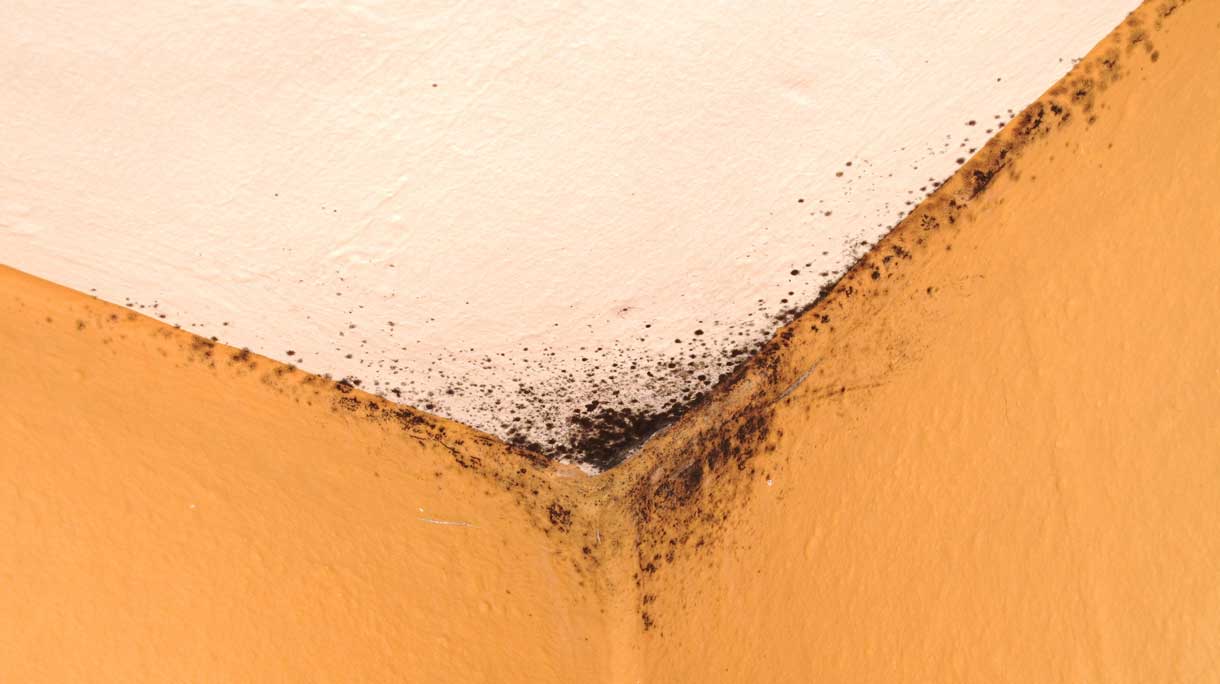 schimmel op plafond